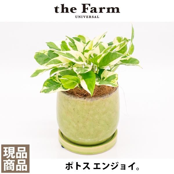 人気のポトス エンジョイなどの観葉植物を通信販売 国内最大級のガーデンセンター The Farm Universal から人気の観葉植物 希少な塊根植物 珍しい多肉植物をお届けします 人気のポトス エンジョイなどの観葉植物を通信販売 国内最大級のガーデンセンター The Farm Universal から人気の観葉植物 希少な塊根植物 珍しい多肉植物をお届けします