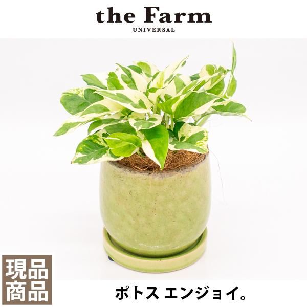 人気のポトス エンジョイなどの観葉植物を通信販売 国内最大級のガーデンセンター The Farm Universal から人気の観葉植物 希少な塊根植物 珍しい多肉植物をお届けします