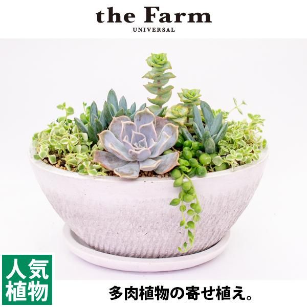 多肉植物の寄せ植えの通信販売 ネットショップ 観葉植物 多肉植物 塊根植物の通販 ネットショップの The Farm Universal Online Store