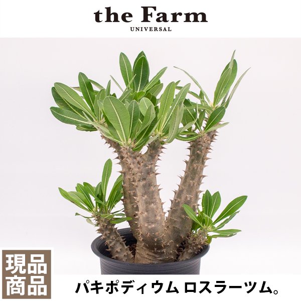 パキポディウム ロスラーツムの通信販売・ネットショップ｜観葉植物・多肉植物、塊根植物の通販・ネットショップの『the Farm UNIVERSAL  ONLINE STORE』