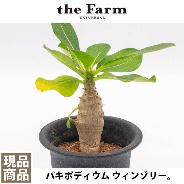 多肉植物 パキポディウム ウィンゾリー - 植物/観葉植物