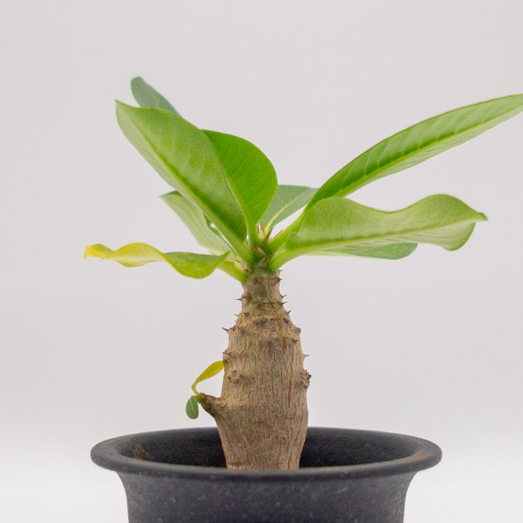 パキポディウム ウィンゾリーの通信販売・ネットショップ｜観葉植物 