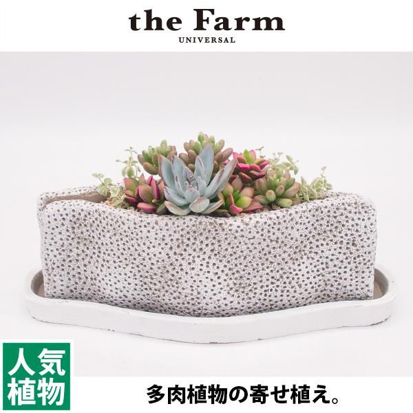 多肉植物の寄せ植えの通信販売 ネットショップ 観葉植物 多肉植物 塊根植物の通販 ネットショップの The Farm Universal Online Store