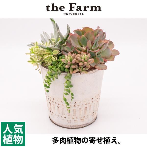 多肉植物の寄せ植えの通信販売 ネットショップ 観葉植物 多肉植物 塊根植物の通販 ネットショップの The Farm Universal Online Store