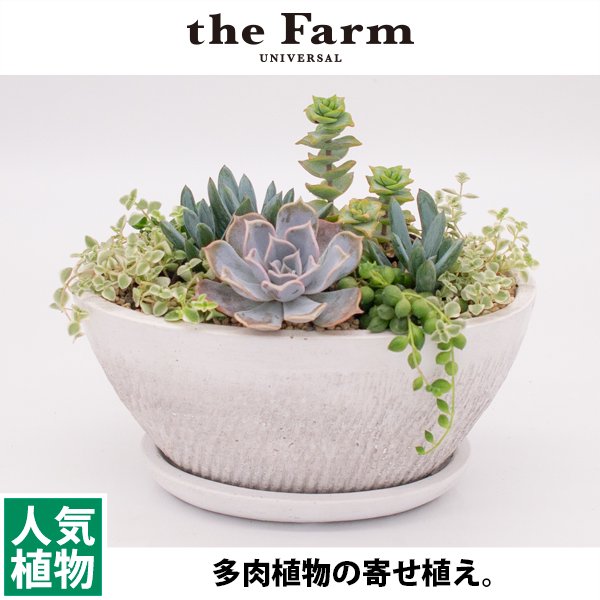 多肉植物の寄せ植えの通信販売・ネットショップ｜観葉植物・多肉植物