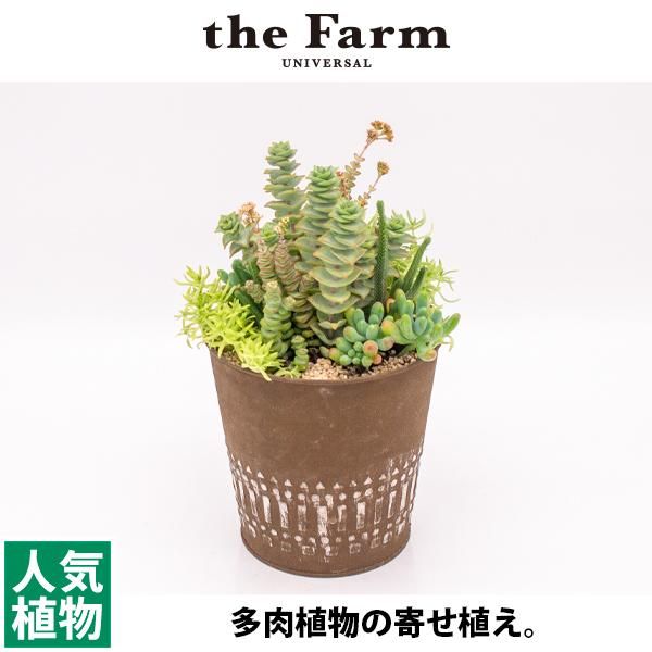 多肉植物の寄せ植えの通信販売 ネットショップ 観葉植物 多肉植物 塊根植物の通販 ネットショップの The Farm Universal Online Store