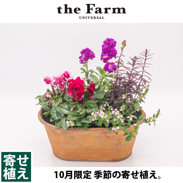 季節の寄せ植えなどの通信販売・ネットショップ｜観葉植物・多肉植物