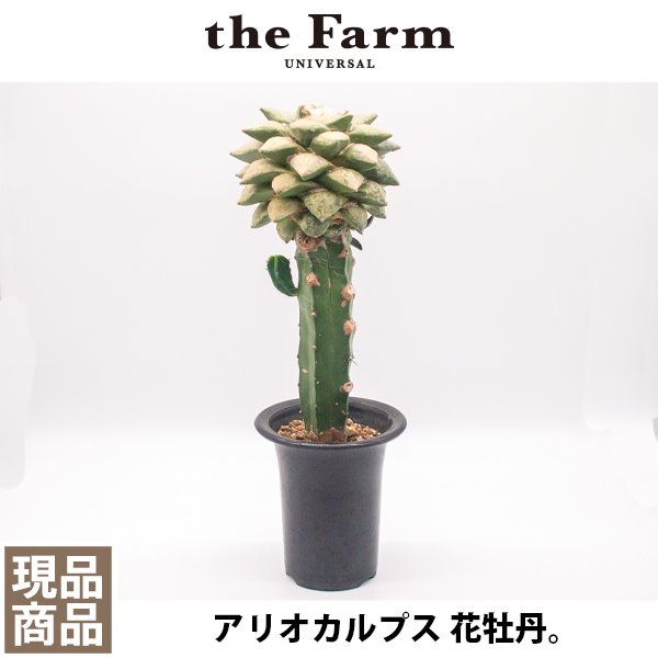 アリオカルプス 花牡丹の通信販売・ネットショップ｜観葉植物・多肉植物、塊根植物の通販・ネットショップの『the Farm UNIVERSAL  ONLINE STORE』