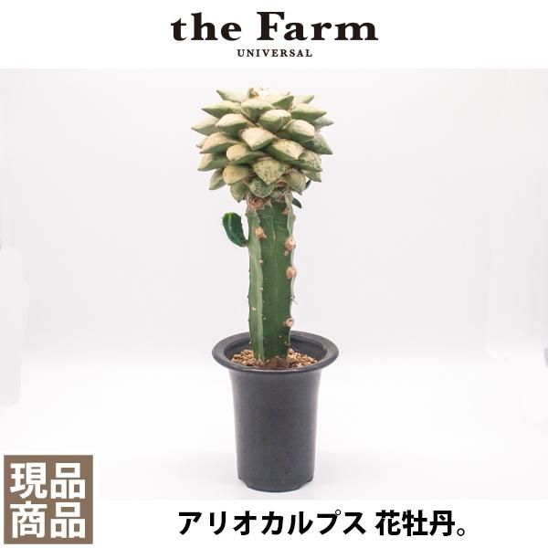 アリオカルプス 花牡丹の通信販売 ネットショップ 観葉植物 多肉植物 塊根植物の通販 ネットショップの The Farm Universal Online Store アリオカルプス 花牡丹の通信販売 ネットショップ 観葉植物 多肉植物 塊根植物の通販 ネットショップの The Farm Universal Online Store
