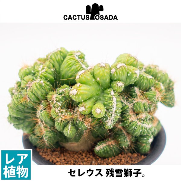 セレウス 残雪獅子の通信販売・ネットショップ｜観葉植物・多肉植物、塊根植物の通販・ネットショップの『the Farm UNIVERSAL ONLINE  STORE』