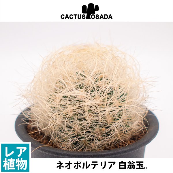 ネオヘンリチア 白翁玉の通信販売・ネットショップ｜観葉植物・多肉植物、塊根植物の通販・ネットショップの『the Farm UNIVERSAL  ONLINE STORE』