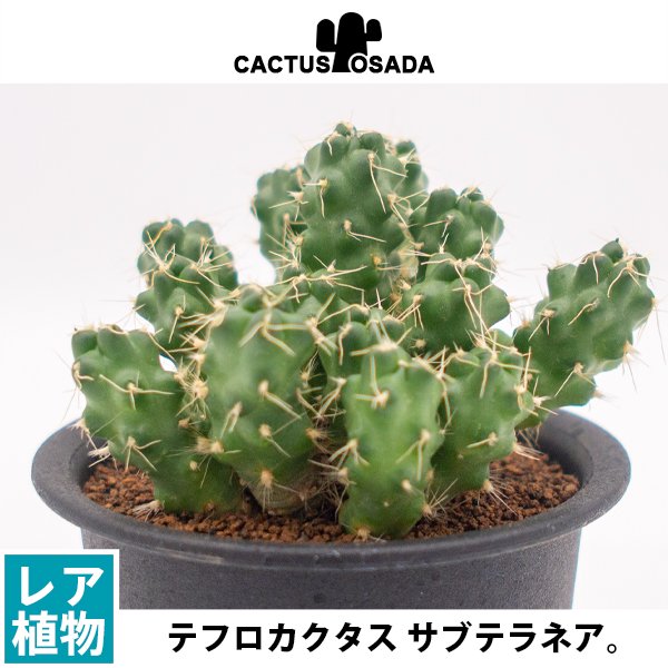 テフロカクタス サブテラネアの通信販売・ネットショップ｜観葉植物・多肉植物、塊根植物の通販・ネットショップの『the Farm UNIVERSAL  ONLINE STORE』