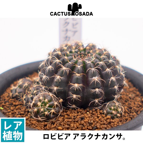 ロビビア アラクナカンサの通信販売・ネットショップ｜観葉植物・多肉植物、塊根植物の通販・ネットショップの『the Farm UNIVERSAL  ONLINE STORE』