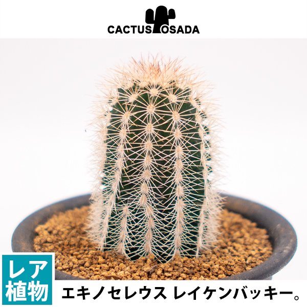 エキノセレウス レイケンバッキー アルビスピヌスの通信販売・ネットショップ｜観葉植物・多肉植物、塊根植物の通販・ネットショップの『the Farm  UNIVERSAL ONLINE STORE』