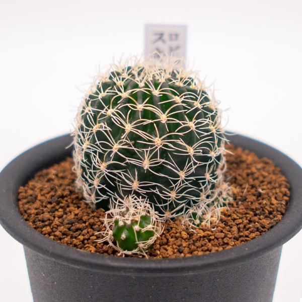 ロビビア スキリアナの通信販売 ネットショップ 観葉植物 多肉植物 塊根植物の通販 ネットショップの The Farm Universal Online Store ロビビア スキリアナの通信販売 ネットショップ 観葉植物 多肉植物 塊根植物の通販 ネットショップの The Farm Universal Online Store