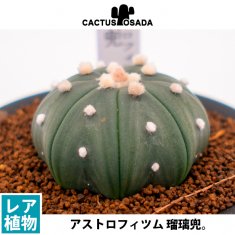 テフロカクタス サブテラネアの通信販売・ネットショップ｜観葉植物・多肉植物、塊根植物の通販・ネットショップの『the Farm UNIVERSAL  ONLINE STORE』