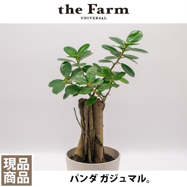 パンダ ガジュマルの通信販売 ネットショップ 観葉植物 多肉植物 塊根植物の通販 ネットショップの The Farm Universal Online Store