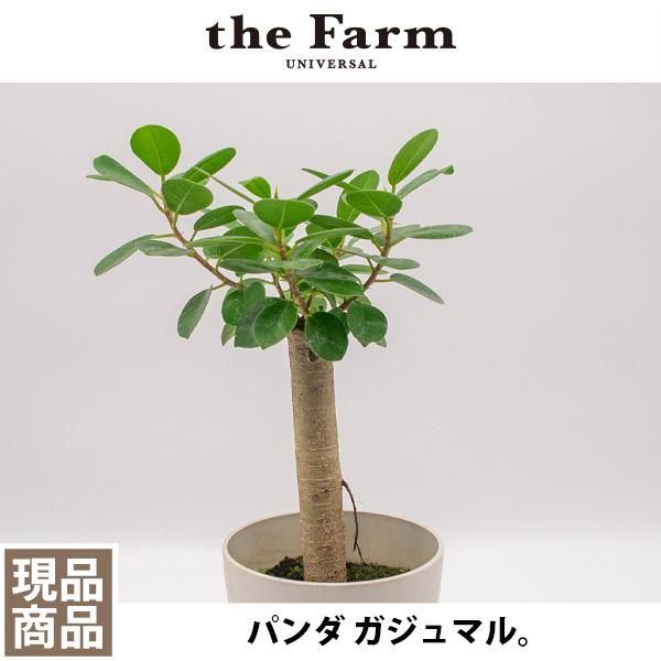 パンダ ガジュマルの通信販売 ネットショップ 観葉植物 多肉植物 塊根植物の通販 ネットショップの The Farm Universal Online Store