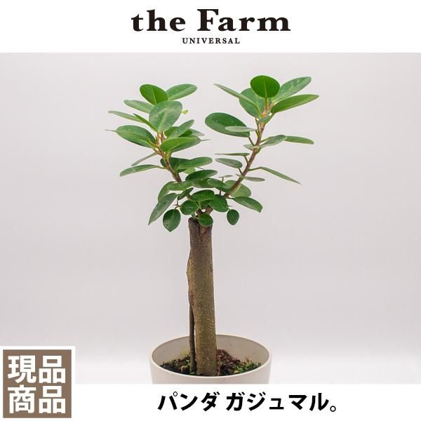 パンダ ガジュマルの通信販売 ネットショップ 観葉植物 多肉植物 塊根植物の通販 ネットショップの The Farm Universal Online Store