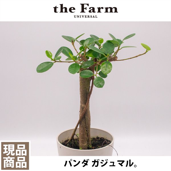 パンダ ガジュマルの通信販売・ネットショップ｜観葉植物・多肉植物