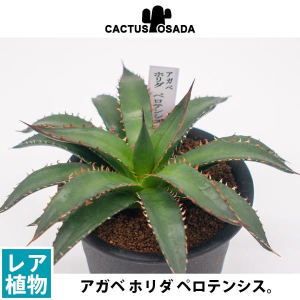 アガベ ホリダ ペロテンシスの通信販売・ネットショップ｜観葉植物