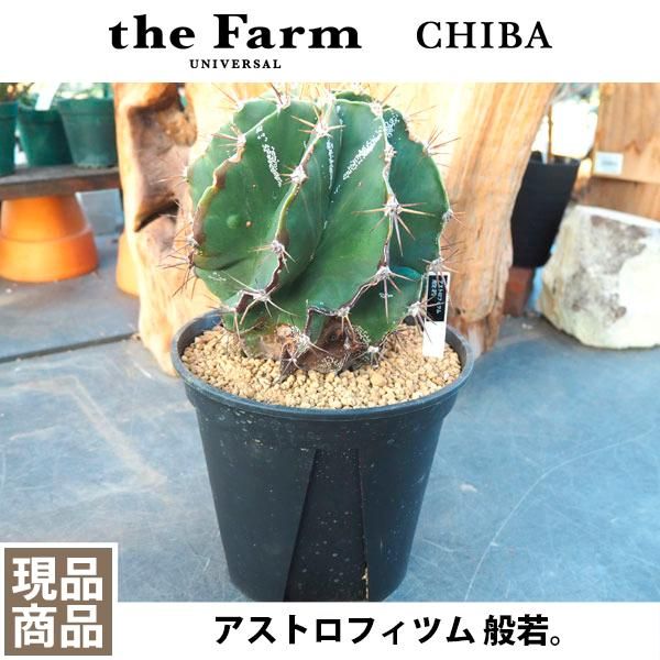 50 アストロフィツム 育て方 500 トップ画像 Hd 50 アストロフィツム 育て方 500 トップ画像 Hd