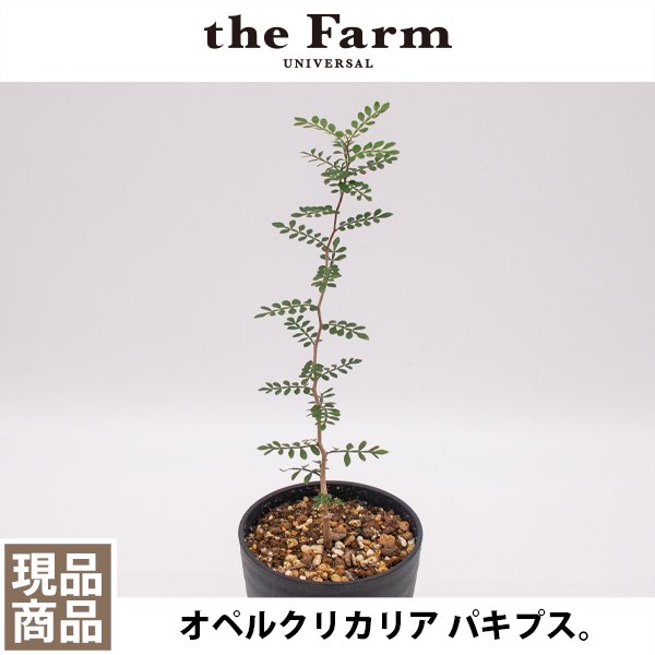 オペルクリカリア パキプス 実生の通信販売・ネットショップ｜観葉植物・多肉植物、塊根植物の通販・ネットショップの『the Farm