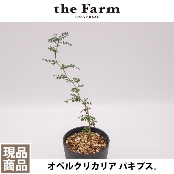 オペルクリカリア パキプス 実生の通信販売 ネットショップ 観葉植物 多肉植物 塊根植物の通販 ネットショップの The Farm Universal Online Store