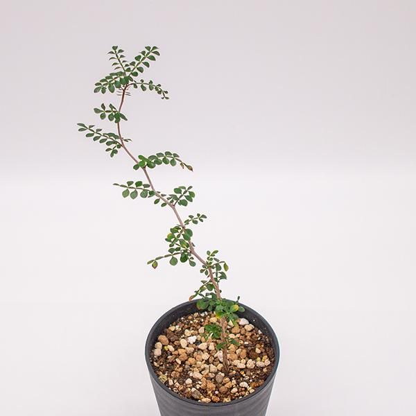 オペルクリカリア パキプス 実生の通信販売 ネットショップ 観葉植物 多肉植物 塊根植物の通販 ネットショップの The Farm Universal Online Store オペルクリカリア パキプス 実生の通信販売 ネットショップ 観葉植物 多肉植物 塊根植物の通販 ネットショップの The Farm Universal Online Store