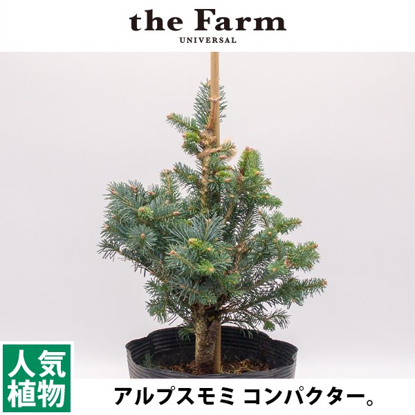 アルプスモミ コンパクターの通信販売・ネットショップ｜観葉植物・多肉植物、塊根植物の通販・ネットショップの『the Farm UNIVERSAL  ONLINE STORE』