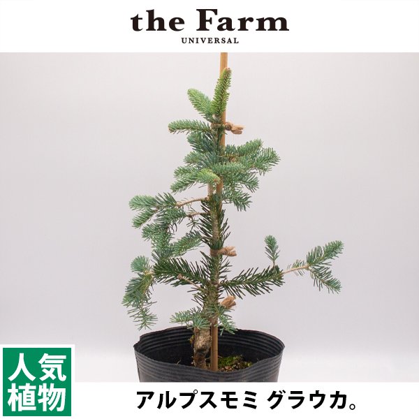 アルプスモミ グラウカの通信販売・ネットショップ｜観葉植物・多肉