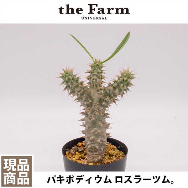 パキポディウム ロスラーツムの通信販売・ネットショップ｜観葉植物・多肉植物、塊根植物の通販・ネットショップの『the Farm UNIVERSAL  ONLINE STORE』