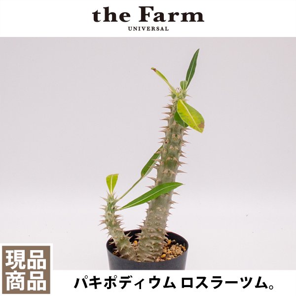 パキポディウム ロスラーツムの通信販売・ネットショップ｜観葉植物・多肉植物、塊根植物の通販・ネットショップの『the Farm UNIVERSAL  ONLINE STORE』