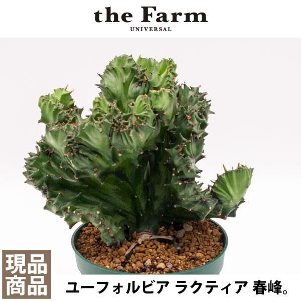 人気のユーフォルビア ラクティア 春峰などの多肉植物を通信販売 国内最大級のガーデンセンター The Farm Universal から人気の観葉 植物 希少な塊根植物 珍しい多肉植物をお届けします