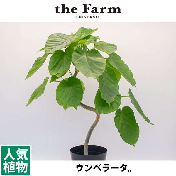 ウンベラータの通信販売・ネットショップ｜観葉植物・多肉植物、塊根植物の通販・ネットショップの『the Farm UNIVERSAL ONLINE  STORE』