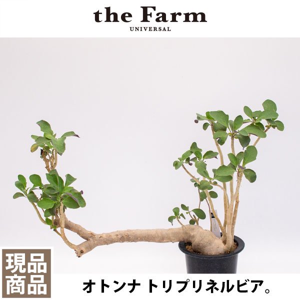 オトンナ トリプリネルビアの通信販売・ネットショップ｜観葉植物 ...