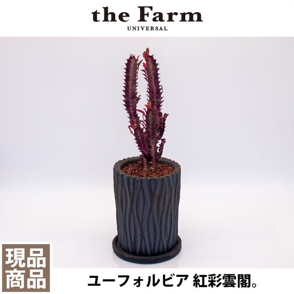 人気のユーフォルビア 紅彩雲閣などの多肉植物を通信販売 - 国内