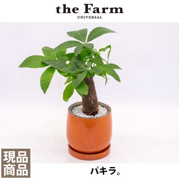 パキラの通信販売 ネットショップ 観葉植物 多肉植物 塊根植物の通販 ネットショップの The Farm Universal Online Store