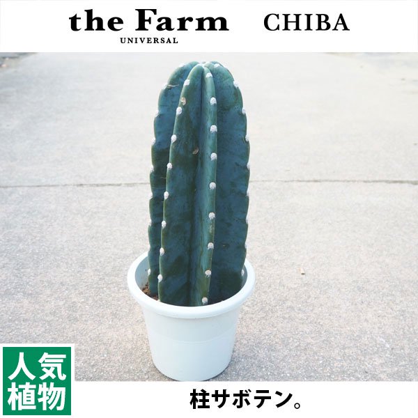 人気の柱サボテンなどのサボテンを通信販売 - 国内最大級のガーデンセンター「the Farm  UNIVERSAL」から人気の観葉植物、希少な塊根植物、珍しい多肉植物をお届けします。