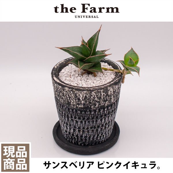 サンスベリア ピングイキュラの通信販売・ネットショップ｜観葉植物・多肉植物、塊根植物の通販・ネットショップの『the Farm UNIVERSAL  ONLINE STORE』