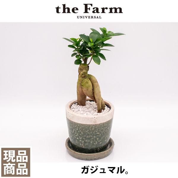 人参ガジュマルの通信販売 ネットショップ 観葉植物 多肉植物 塊根植物の通販 ネットショップの The Farm Universal Online Store