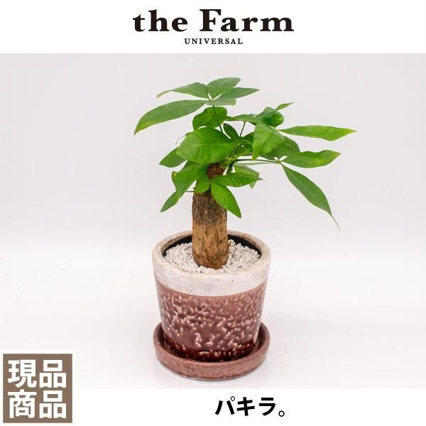 パキラの通信販売 ネットショップ 観葉植物 多肉植物 塊根植物の通販 ネットショップの The Farm Universal Online Store