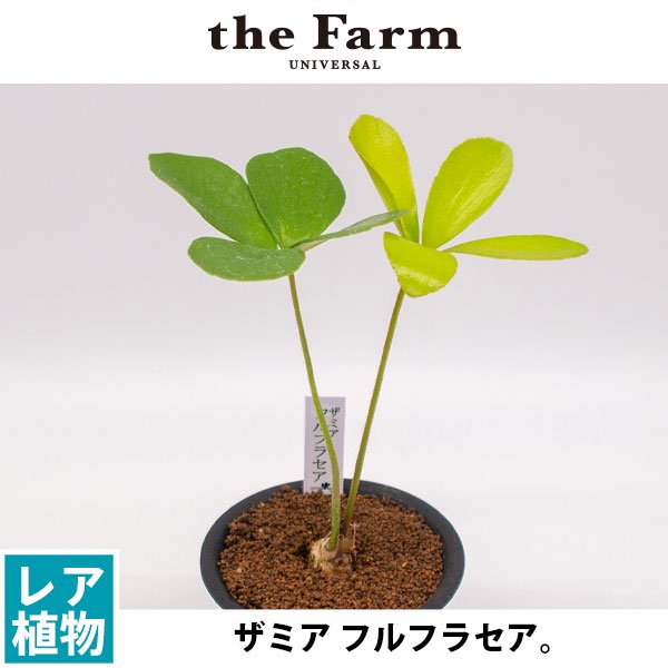 ザミア フルフラセアの通信販売・ネットショップ｜観葉植物・多肉植物、塊根植物の通販・ネットショップの『the Farm UNIVERSAL  ONLINE STORE』