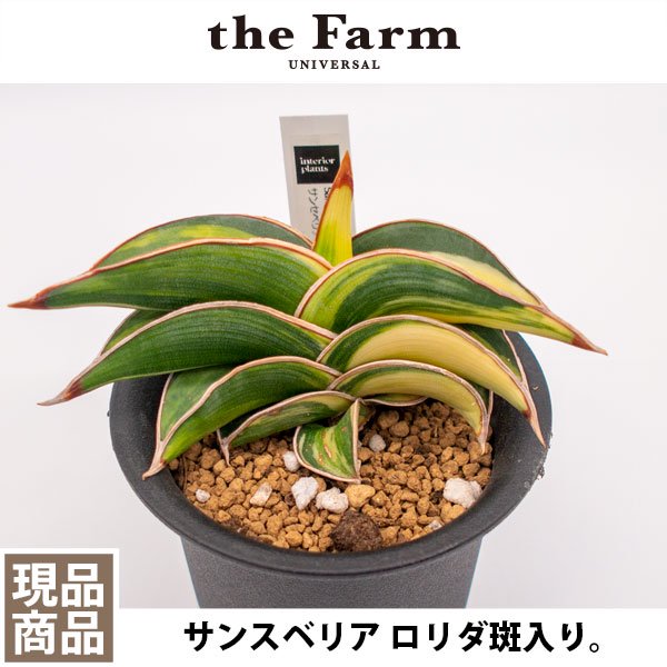 ロリダ ホワイトクリーム 斑入り サンスベリア サンセベリア - 観葉植物