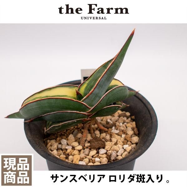 S18 ◇極上斑入り株◇サンスベリア ロリダ 斑入りSansevieria | nate 