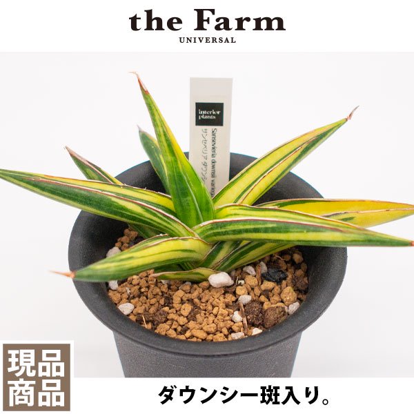 サンスベリア ダウンシー斑入りの通信販売・ネットショップ｜観葉植物・多肉植物、塊根植物の通販・ネットショップの『the Farm UNIVERSAL  ONLINE STORE』