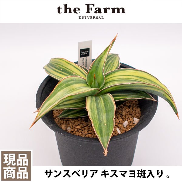 サンスベリア キスマヨ斑入りの通信販売・ネットショップ｜観葉植物・多肉植物、塊根植物の通販・ネットショップの『the Farm UNIVERSAL  ONLINE STORE』