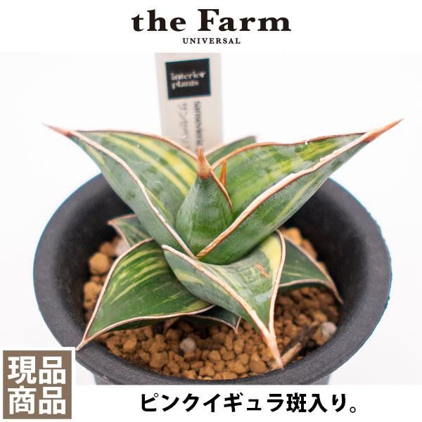 サンスベリア ピンクイギュラ斑入りの通信販売・ネットショップ｜観葉植物・多肉植物、塊根植物の通販・ネットショップの『the Farm  UNIVERSAL ONLINE STORE』