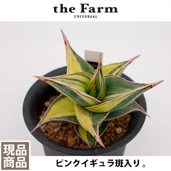 国内発送】 斑入り サンセベリア sp.Bura Kenya サンスベリア 植物