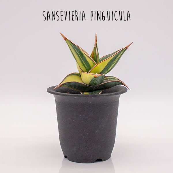 販売初回販売 サンスベリア ピングイキュラ 斑入り 植物/観葉植物